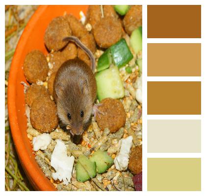 Dwarf Mouse Cute Feed Image
